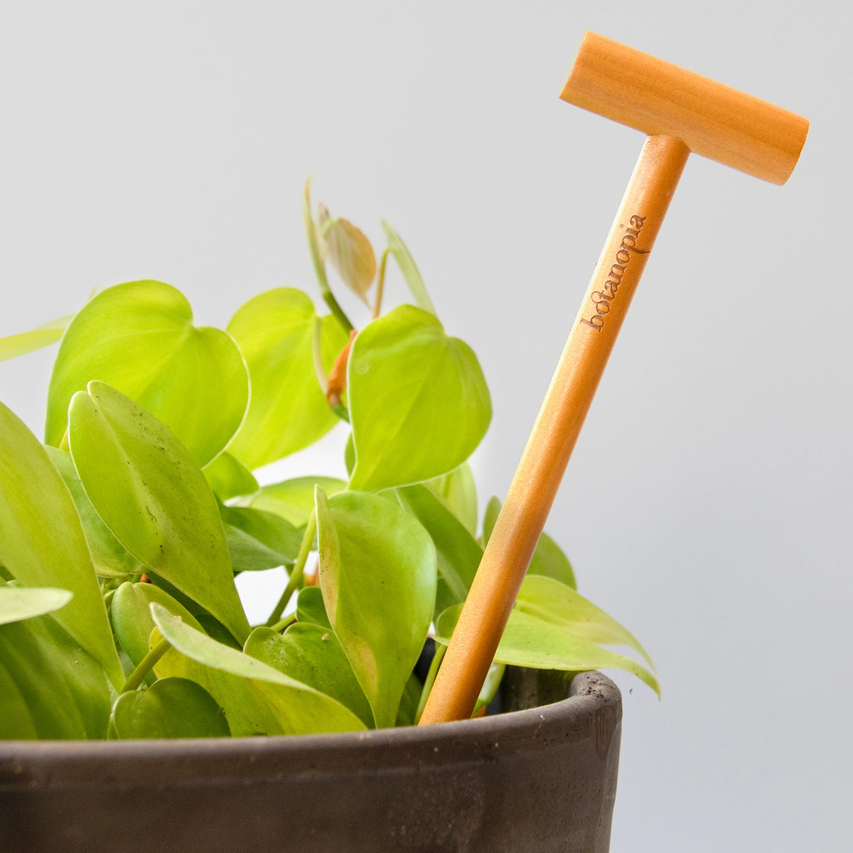 Houseplant Care Kit