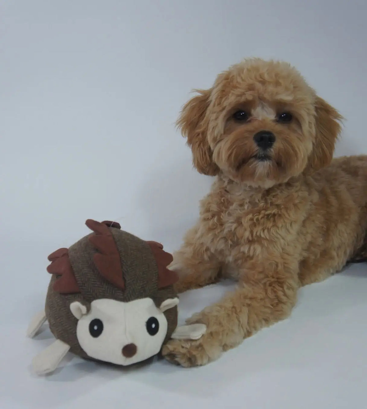 Hector Hedgehog Dog Toy